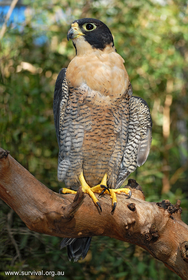 Peregrine Falcon - Falco Peregrinus