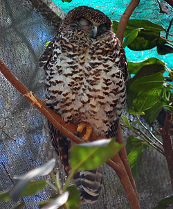 Bird Identification of Australian Birds - Sydney and Blue Mountains Bird Species - Powerful Owl - Ninox strenua