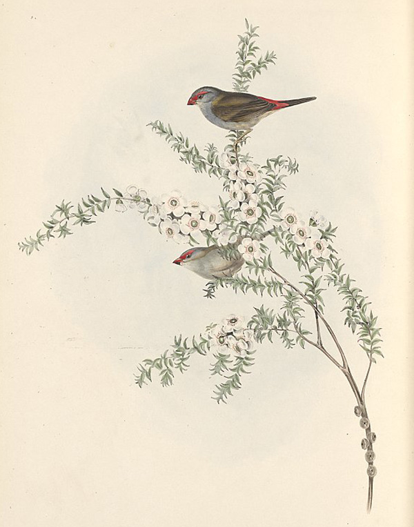 Red-browed Firetail - Red-browed Finch - Neochmia temporalis