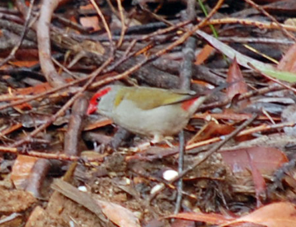 Red-browed Firetail - Red-browed Finch - Neochmia temporalis