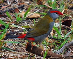 Bird Identification of Australian Birds - Sydney and Blue Mountains Bird Species - Red-browed Finch (Firetail) - Neochmia temporalis