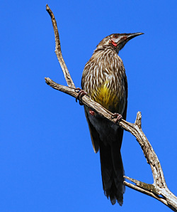 Bird Identification of Australian Birds - Sydney and Blue Mountains Bird Species - Red Wattlebird - Anthochaera carunculata