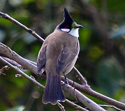 Bird Identification of Australian Birds - Sydney and Blue Mountains Bird Species - Red-whiskered Bulbul - Pycnonotus jocosus