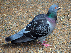 Bird Identification of Australian Birds - Sydney and Blue Mountains Bird Species - Rock Dove (Feral Pigeon) (Introduced) - Columba livia