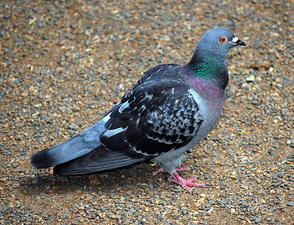 Rock Dove (Feral Pigeon) (Introduced) - Columba livia