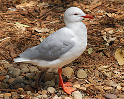 Bird Identification of Australian Birds - Sydney and Blue Mountains Bird Species - Silver Gull - Seagull - Larus novaehollandiae