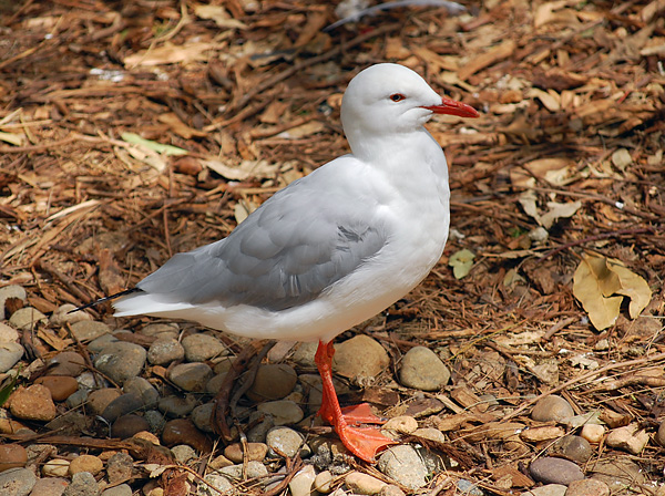 Silver Gull - Seagull - Larus novaehollandiae