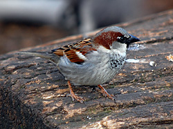 Bird Identification of Australian Birds - Sydney and Blue Mountains Bird Species - House Sparrow (Introduced) - Passer domesticus