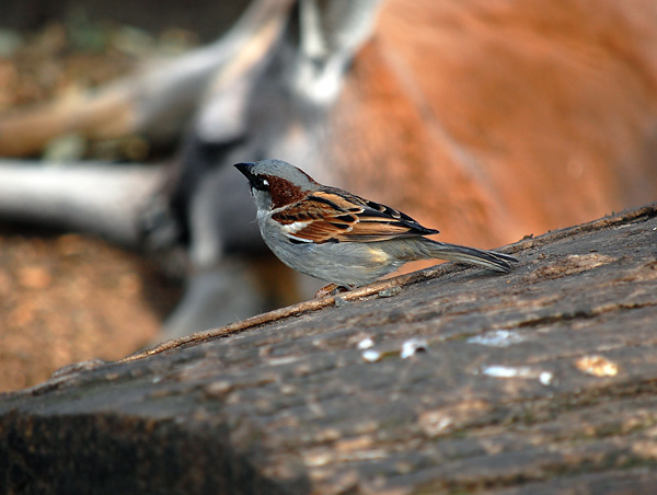 House Sparrow (Introduced) - Passer domesticus
