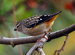 Bird Identification of Australian Birds - Sydney and Blue Mountains Bird Species - Spotted Pardalote - Pardalotus punctatus