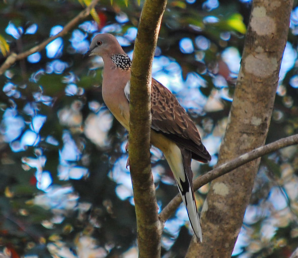 Spotted Turtle-Dove - Streptopelia chinensis