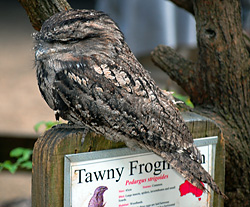 Bird Identification of Australian Birds - Sydney and Blue Mountains Bird Species - Tawny Frogmouth - Podargus strigoides