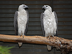 Bird Identification of Australian Birds - Sydney and Blue Mountains Bird Species - White-Bellied Sea-Eagle - Haliaeetus leucogaster