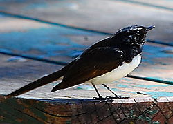 Bird Identification of Australian Birds - Sydney and Blue Mountains Bird Species - Willie Wagtail - Rhipidura leucophrys