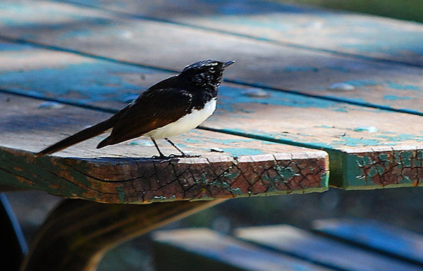 Willie Wagtail - Willy Wagtail - Rhipidura leucophrys