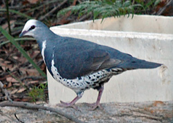 Bird Identification of Australian Birds - Sydney and Blue Mountains Bird Species - Wonga Pigeon - Leucosarcia melanoleuca