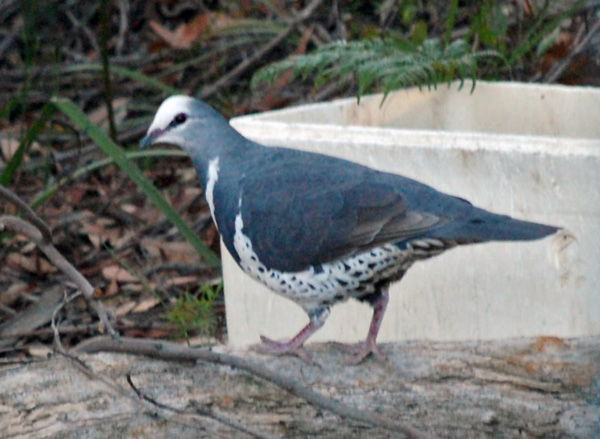 Wonga Pigeon - Leucosarcia melanoleuca