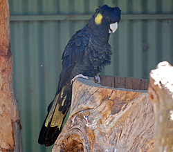 Bird Identification of Australian Birds - Sydney and Blue Mountains Bird Species - Yellow-Tailed Black-Cockatoo - Calyptorhynchus lathami
