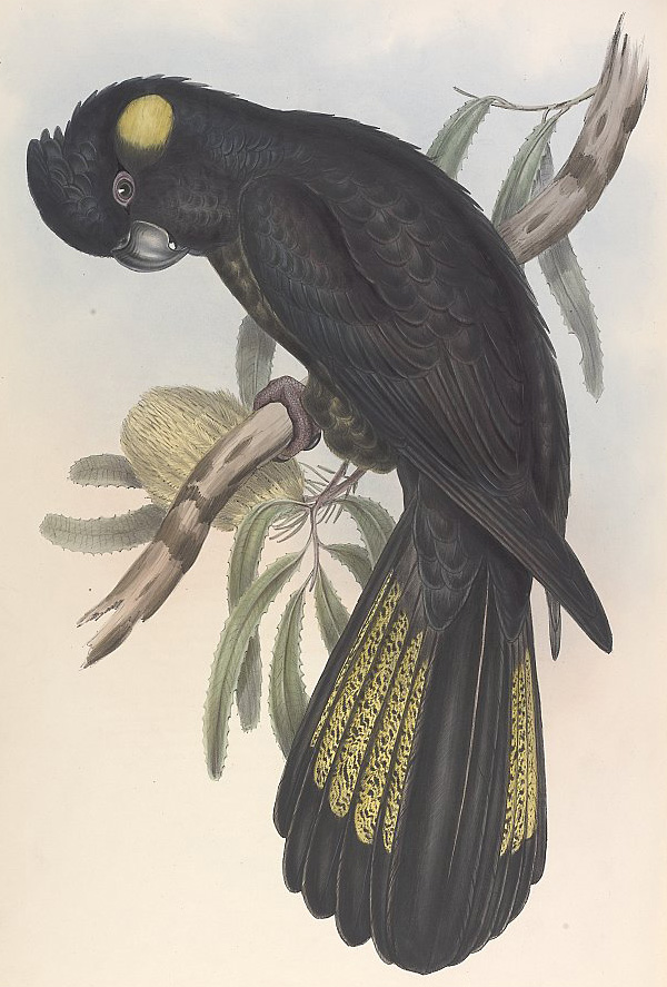 Yellow-Tailed Black-Cockatoo - Calyptorhynchus lathami