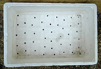 The Box Garden - Styrofoam Box with Holes Drilled