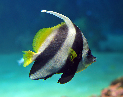 Black & White Butterflyfish - Heniochus acuminatus/diphreutes - Fish of Australia - Australian Sea and Freshwater Fishes