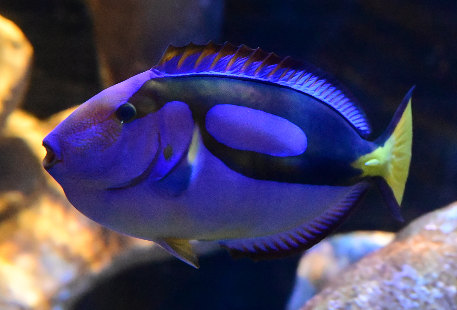 most beautiful sea creatures in the world - The Brilliant Blue Tang