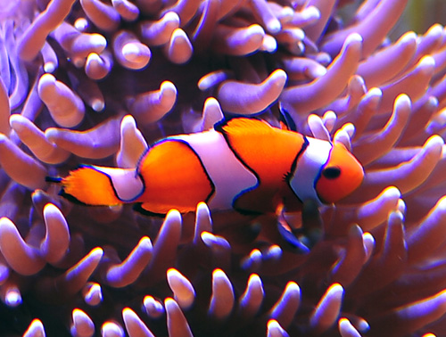Ocellaris Clownfish - Amphiprion ocellaris - Fish of Australia - Australian Sea and Freshwater Fishes