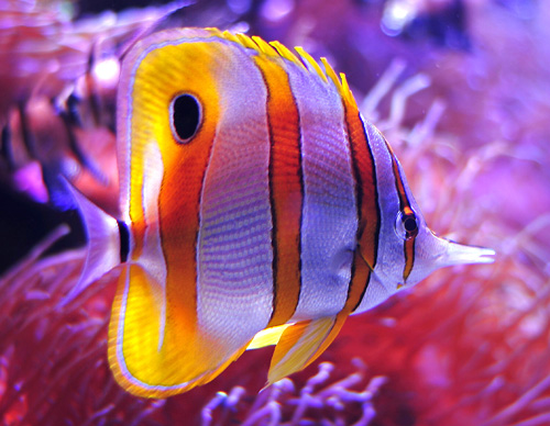 Copperband Butterflyfish - Chelmon rostratus - Fish of Australia - Australian Sea and Freshwater Fishes
