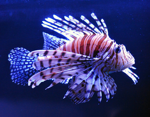Lionfish - Pterois volitans/miles - Fish of Australia - Australian Sea and Freshwater Fishes