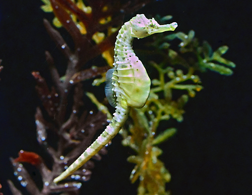 Pot-bellied Seahorse - Hippocampus abdominalis - Fish of Australia - Australian Sea and Freshwater Fishes