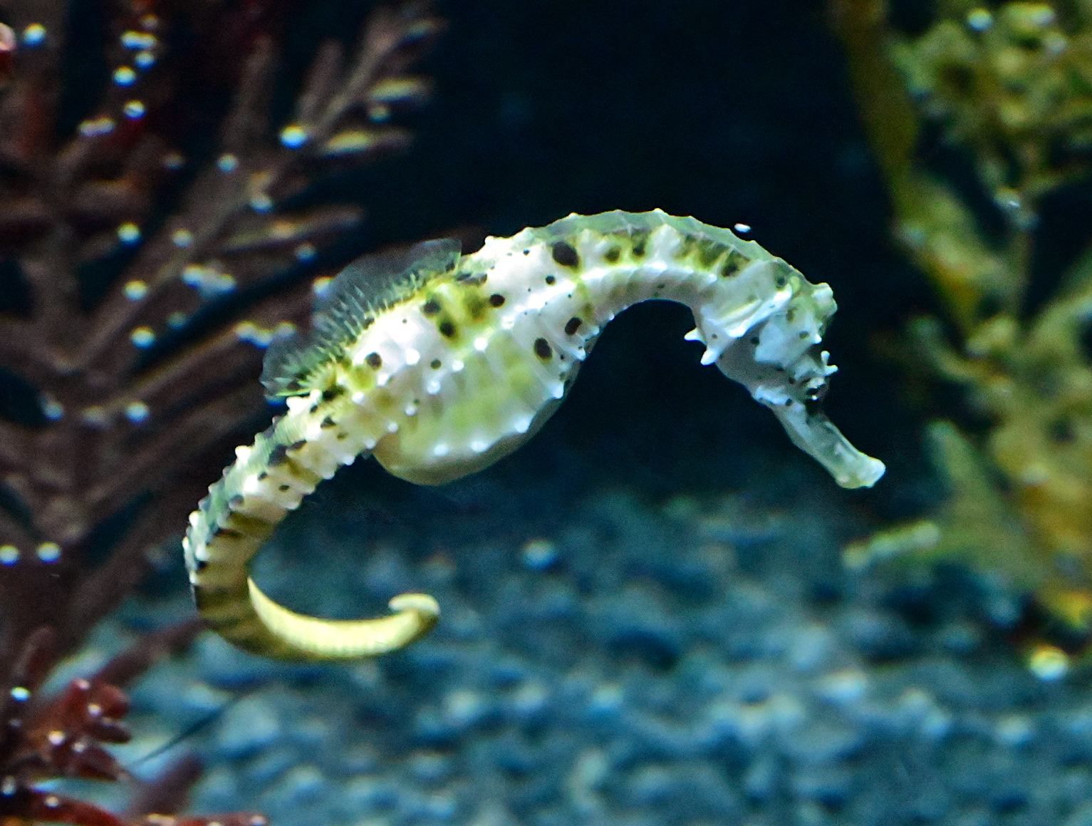 Pot-bellied Seahorse - Hippocampus abdominalis