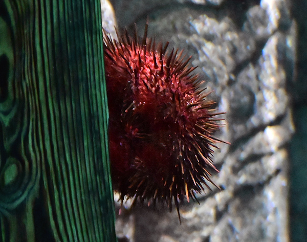 Red Sea Urchin - Mesocentrotus franciscanus - Fish of Australia - Australian Sea and Freshwater Fishes