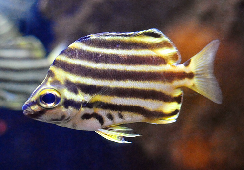 Stripey - Microcanthus strigatus - Fish of Australia - Australian Sea and Freshwater Fishes