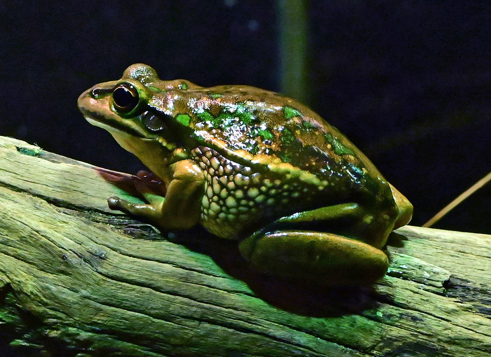 Green and Golden Bell Frog - Litoria aurea