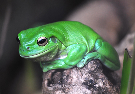 Green Tree Frog - Litoria caerulea - Australian Frogs - Frogs of Australia