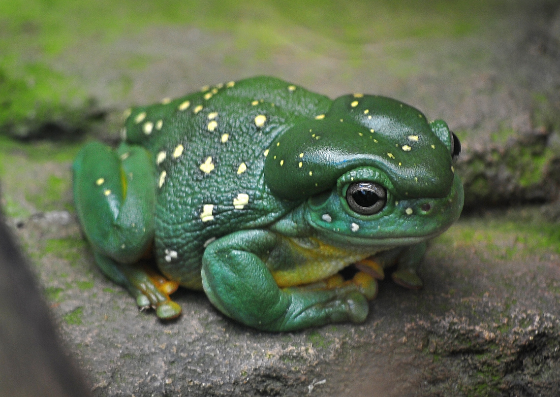 Magnificent Tree Frog - Litoria splendida
