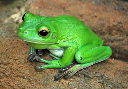 White-lipped Tree Frog - Litoria infrafrenata - Australian Frogs - Frogs of Australia