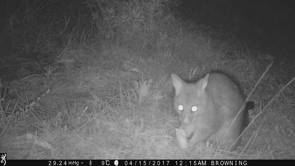 Photo: Brush-Tailed Possum - Using a Trail Camera to Practice Trapping and/or Study Animals