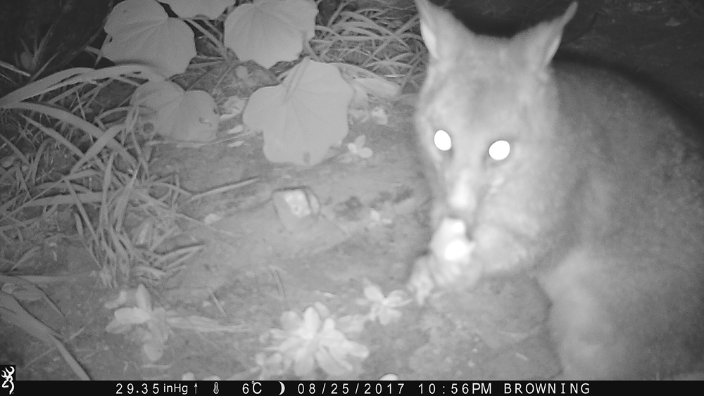 This possum is too close for the camera to focus properly. Note how the ground behind is in focus - Using a Trail Camera to Practice Trapping and/or Study Animals
