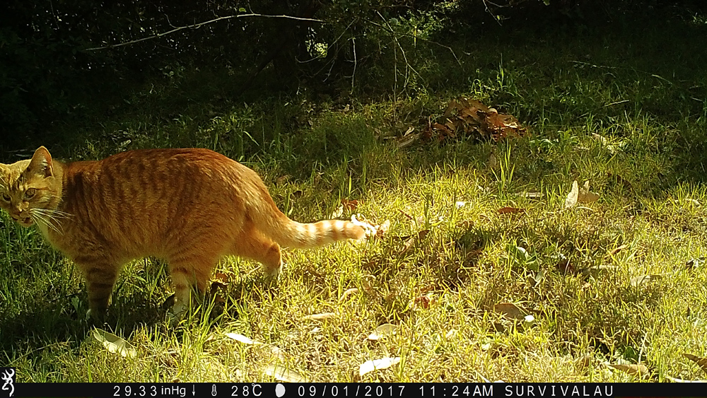 In the daytime, colour pictures can be taken - Using a Trail Camera to Practice Trapping and/or Study Animals
