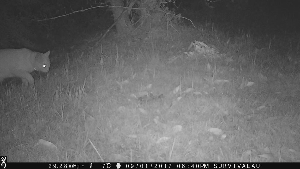 Something is sneaking into view - Using a Trail Camera to Practice Trapping and/or Study Animals