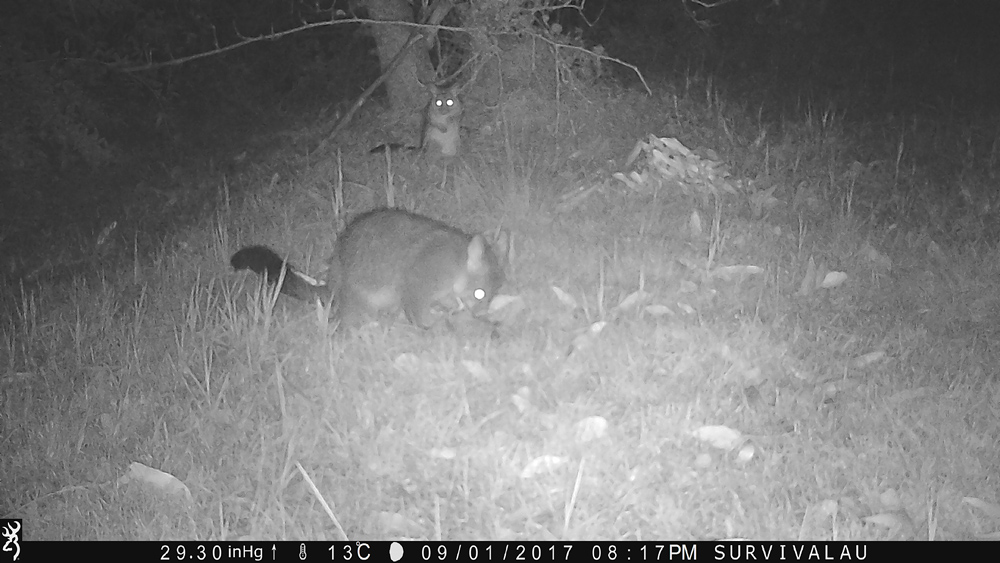 There were 221 pictures of this mum and baby possum taken between 8:04 and 8:50 pm - Using a Trail Camera to Practice Trapping and/or Study Animals
