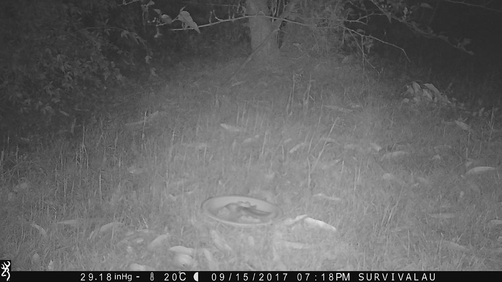 Waiting for an animal... What will come? - Using a Trail Camera to Practice Trapping and/or Study Animals