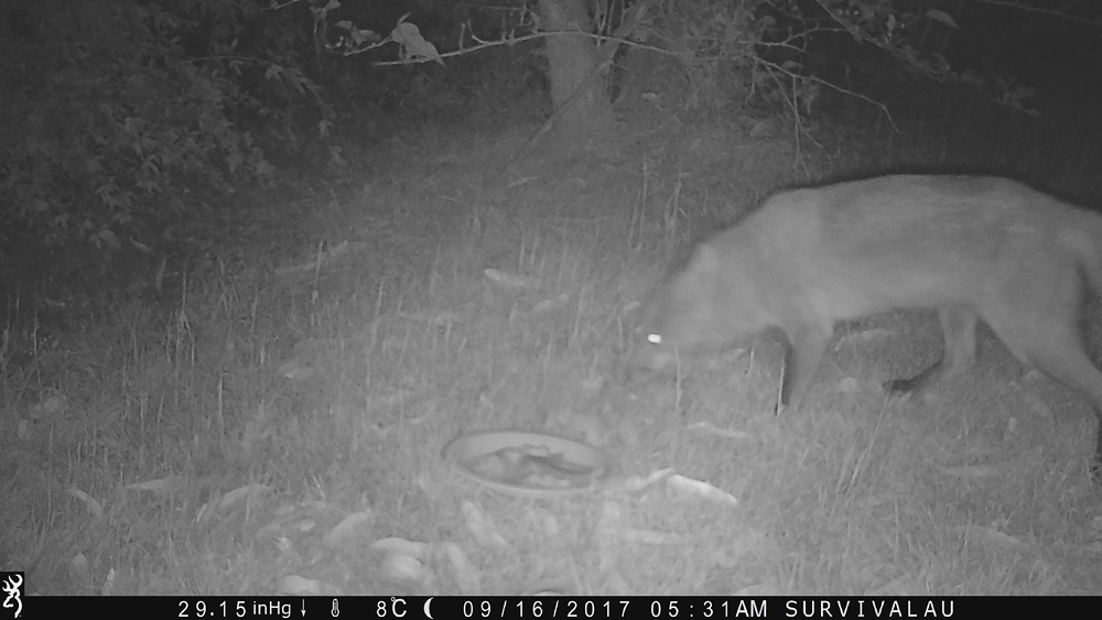 Here it comes! First glimpse... looks like a fox - Using a Trail Camera to Practice Trapping and/or Study Animals