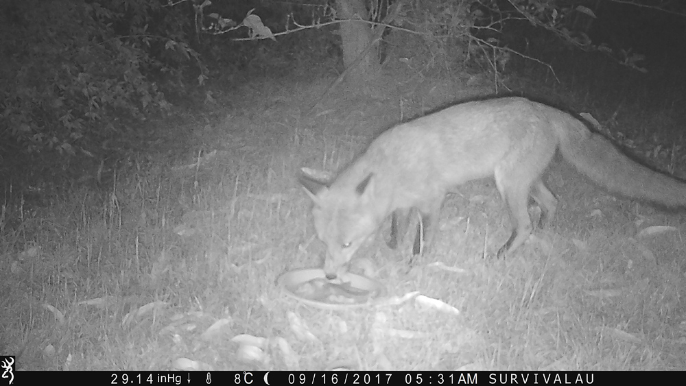 Yep, it's a red fox (the only kind we have here - Using a Trail Camera to Practice Trapping and/or Study Animals