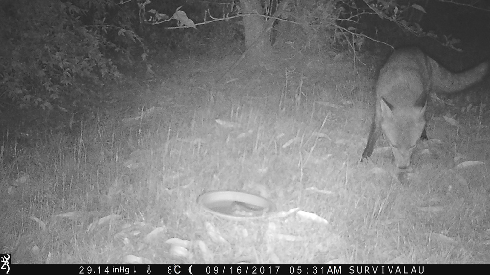 This photo is a bit clearer - Using a Trail Camera to Practice Trapping and/or Study Animals