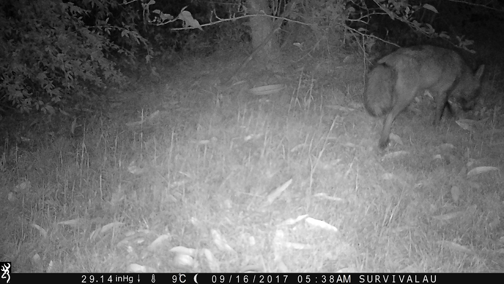 Away it goes - Using a Trail Camera to Practice Trapping and/or Study Animals
