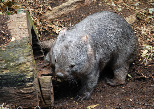 Common Wombat - Vombatus ursinus - Australian Mammals - Sydney and the Blue Mountains