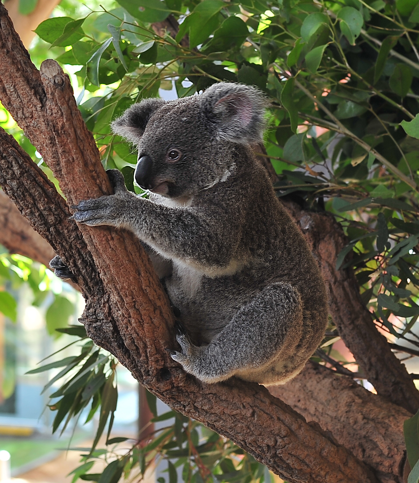 Как называется коала. Коала ареал. Коала и материк Австралия. Эндемики коала. Африканская коала.