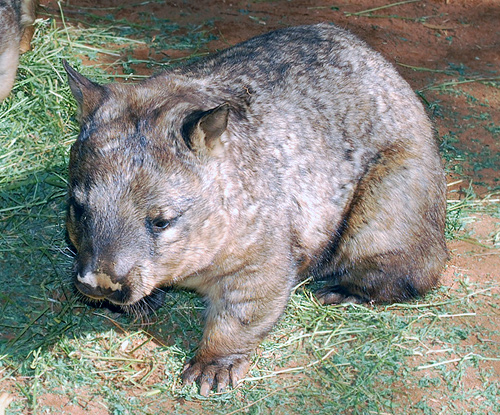 Southern Hairy-nosed Wombat - Lasiorhinus latifrons - Australian Mammals - Sydney and the Blue Mountains